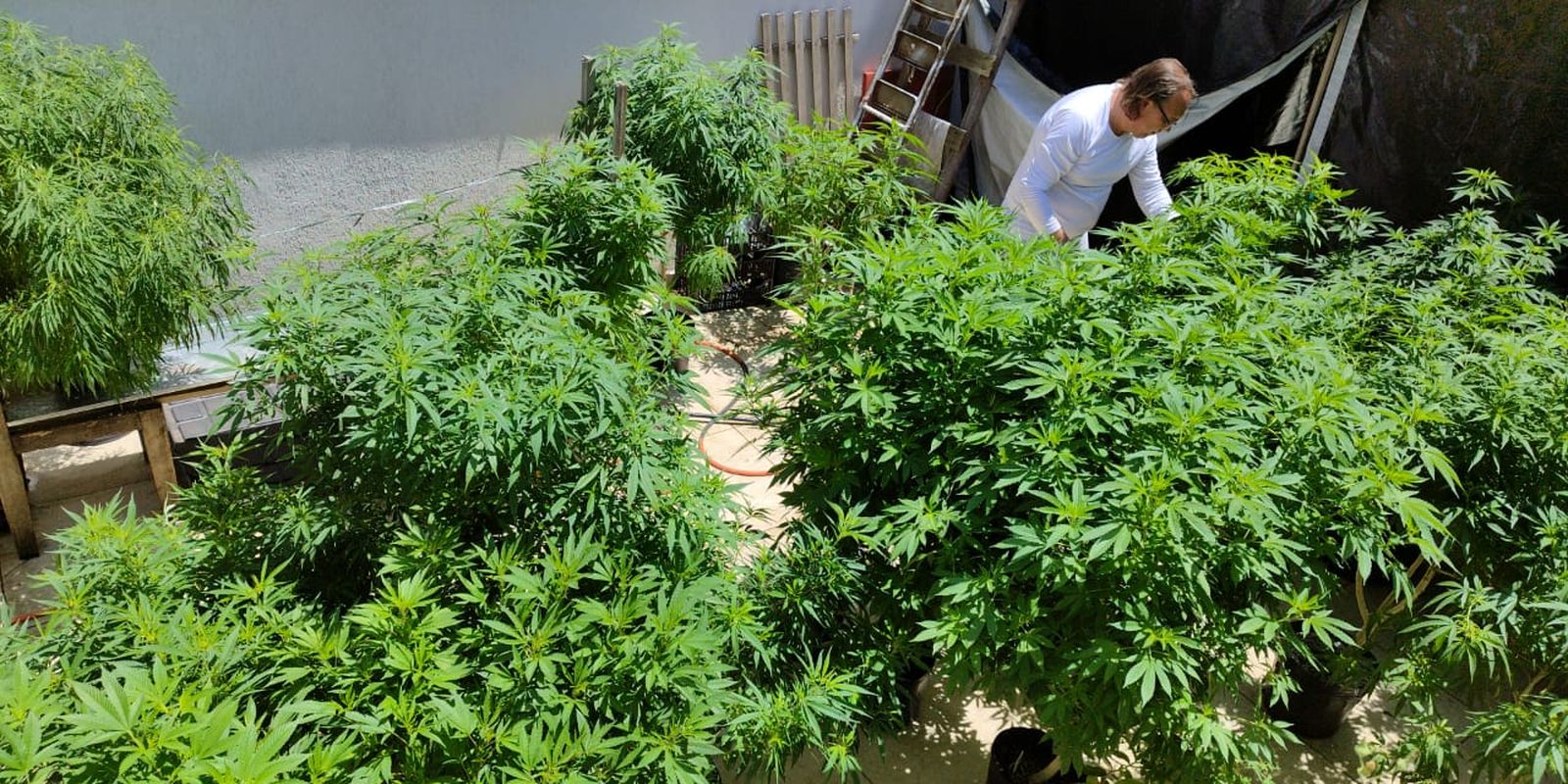 Agu pede mais tempo para regular uso da cannabis medicinal