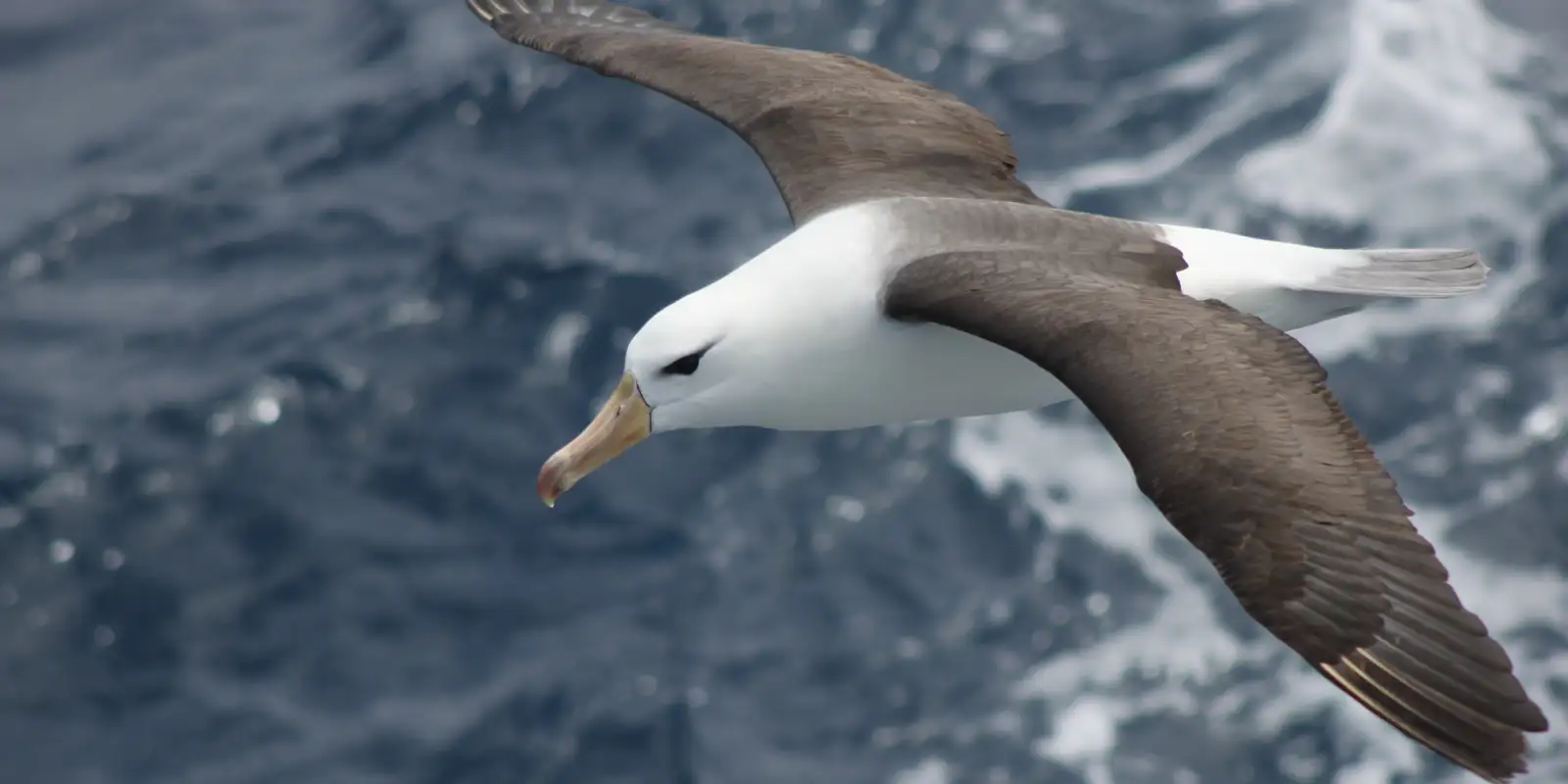 Reduzir morte de albatrozes implica mudanças na pesca em alto mar