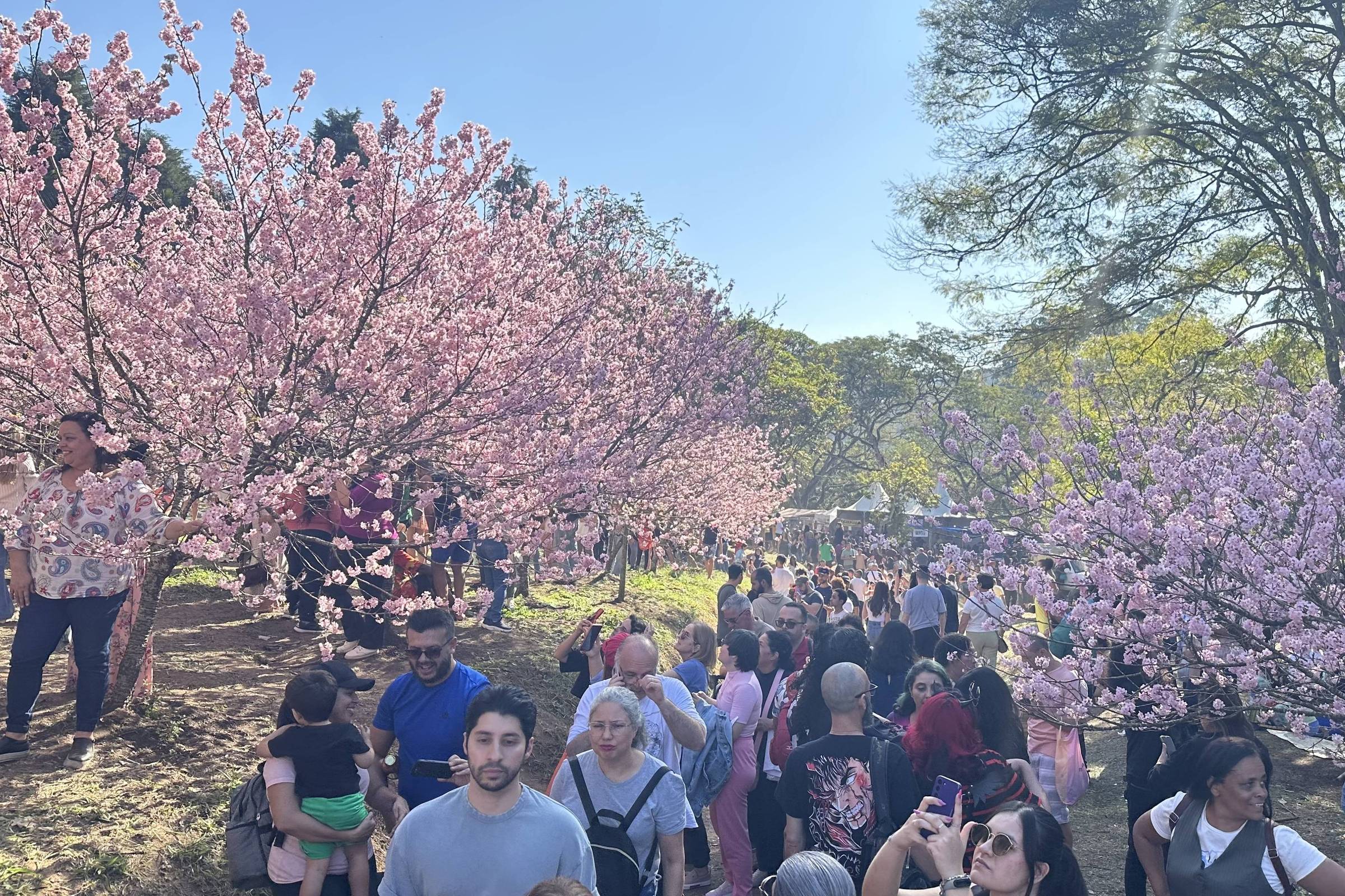 Festa das Cerejeiras em SP começa sexta; veja datas