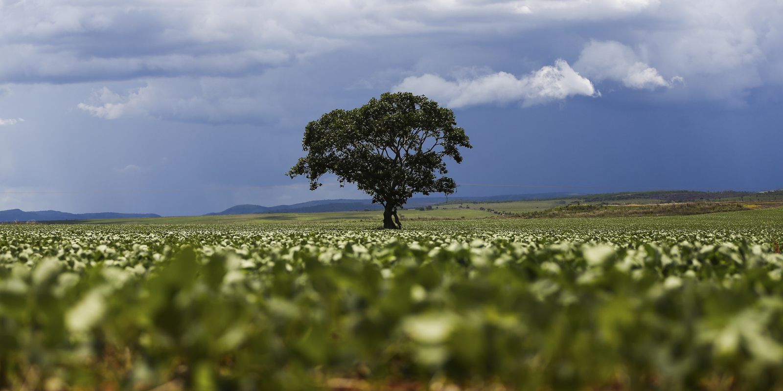 Crédito rural financiou R$ 92,4 bi em áreas com alertas