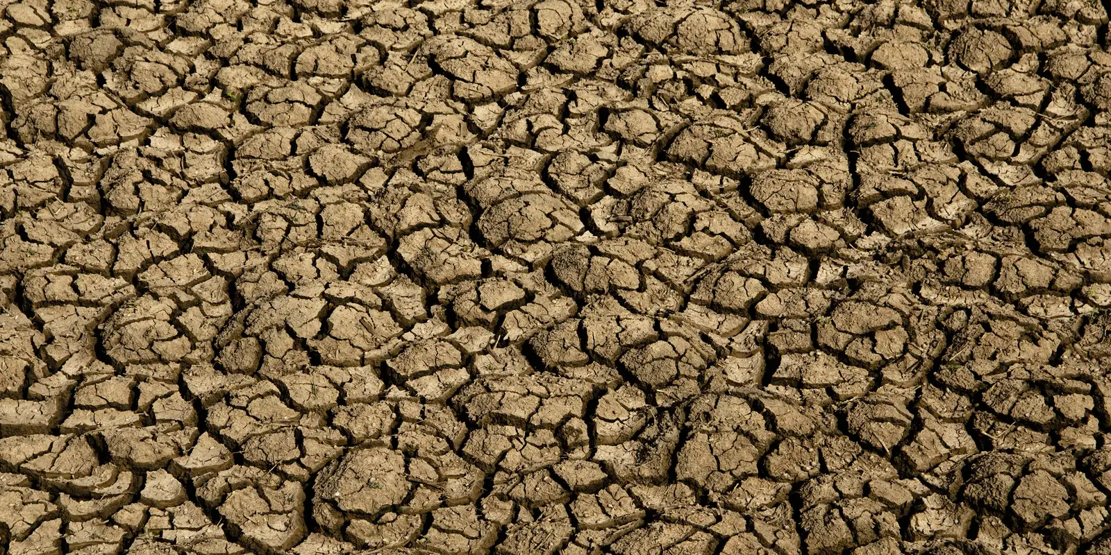 Risco de desertificação no Brasil ameaça segurança hídrica e alimentar
