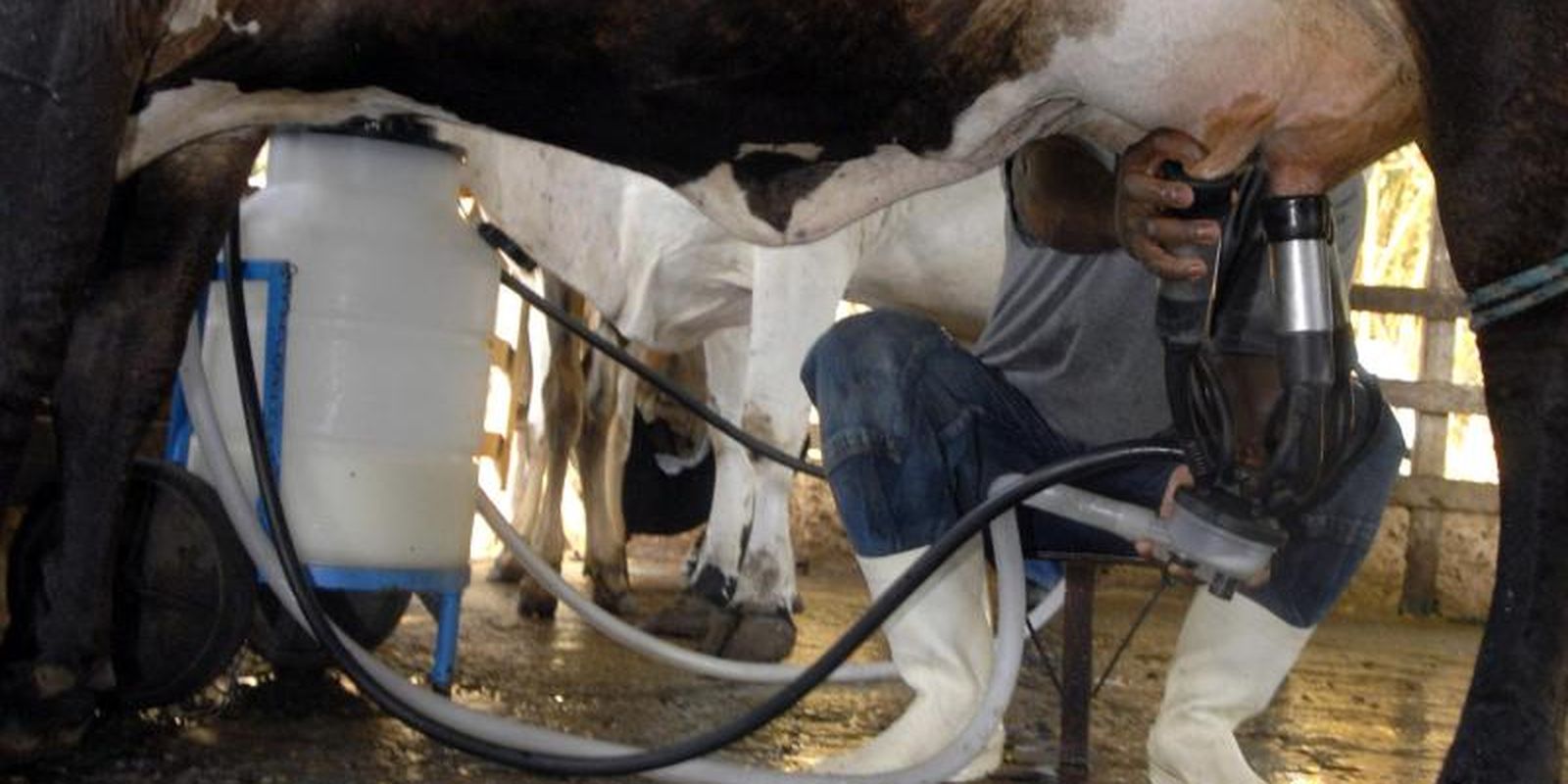 Produção de leite bate recorde mesmo com redução de vacas