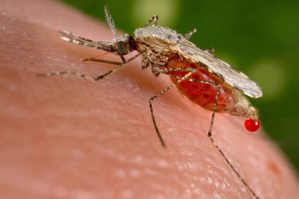 China cria aparelho com IA e laser para matar mosquitos